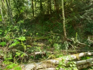 Riparian Consultant assessing shoreline health in the Cowichan Valley.