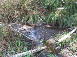 Professional Riparian Contractor preparing a site for restoration on Vancouver Island.