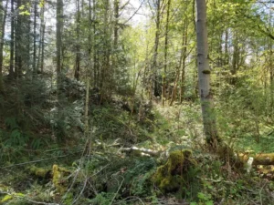 Riparian Project Management oversight of a restoration site in Duncan, BC.